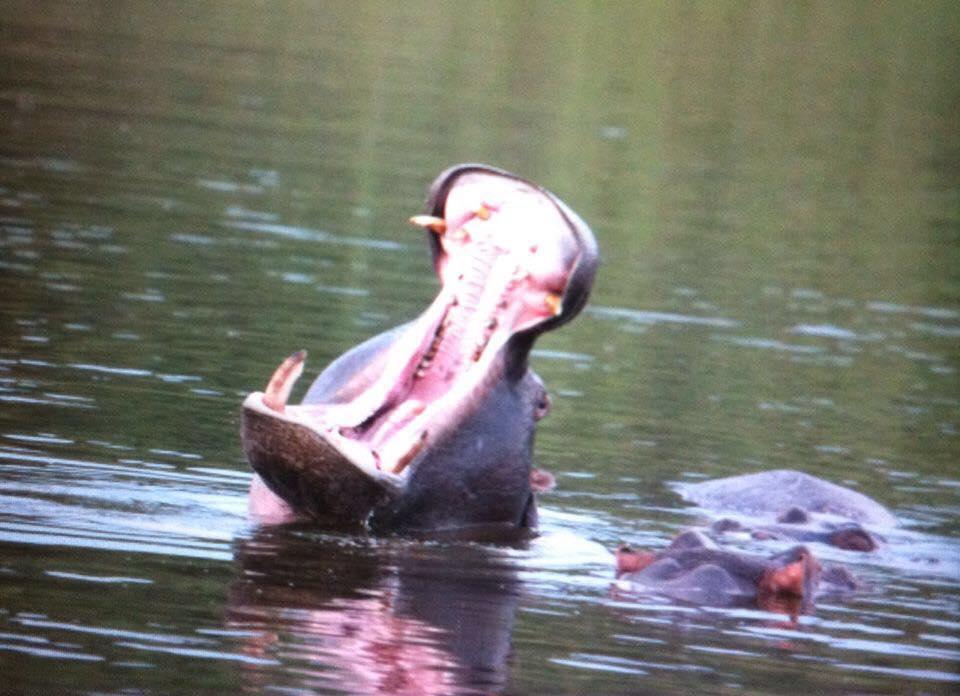 Mabalingwe Uzuri Lodge Bela-Bela Bagian luar foto